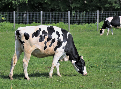 【悲報】職場の牛、臭すぎる　マジで臭い