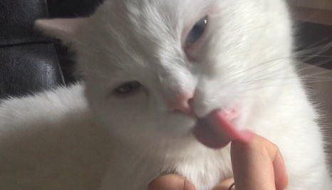 義兄嫁「よくその収入で専業していられるわね。子供作って大丈夫なの？うちには頼らないでよ？」私「…」→うちが貧乏じゃない事を義兄嫁が知った結果