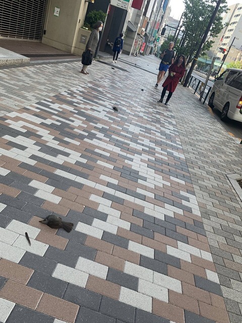 【閲覧注意】渋谷で鳥がバタバタ落ちて死にまくる…