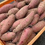 食糧危機はイモ　何でいつも芋になんの　日本古来の「炭水化物×炭水化物」コラボといえば、米（麦）と芋