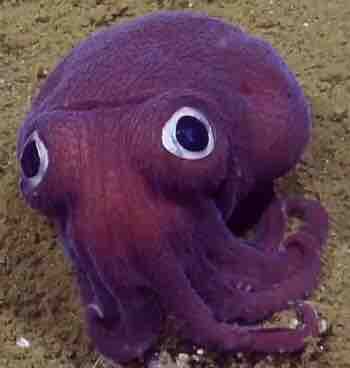 【ナゾロジー】魚は「人に見られていること」がわかっていると判明 [すらいむ★]