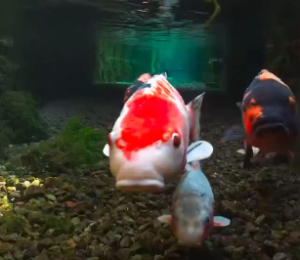 【世界が感動】「まるで妖精の森」日本の水路が透明すぎると話題に