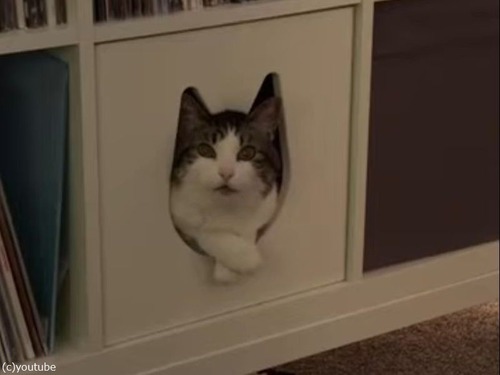 入り口が猫型のキャットハウスが…想像以上にフィットする（動画）