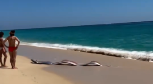 【激レア】巨大リュウグウノツカイ、同じ海岸に2匹出現