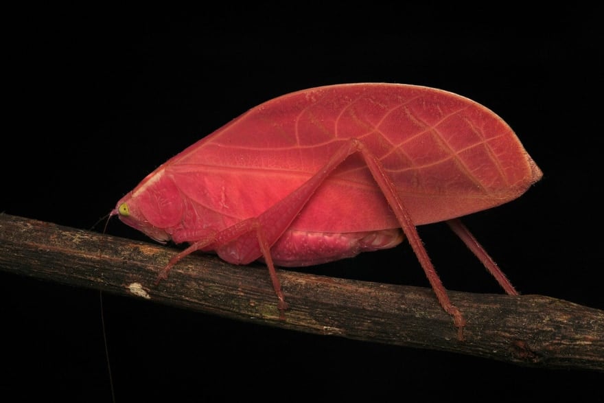 ピンク色の「葉に擬態するキリギリス」を発見、環境変化に合わせた”超戦略”か