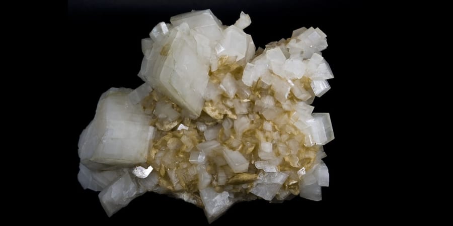 空気中の二酸化炭素を「石の鎧」に変えるアリが発見される