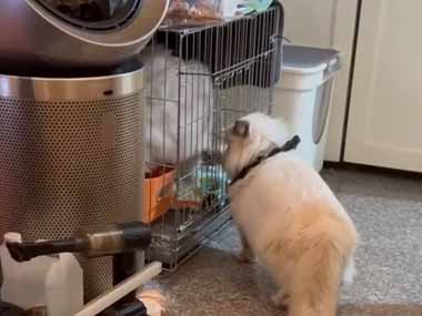 保護したネコがケージの中にいた。先輩猫が様子を見にくる → しばらく経ったらこうなった…