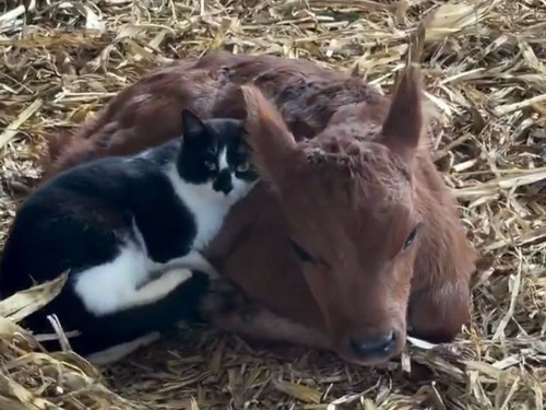 猫「そばにいるよ…」生まれたばかりの子牛に寄り添ってあげる
