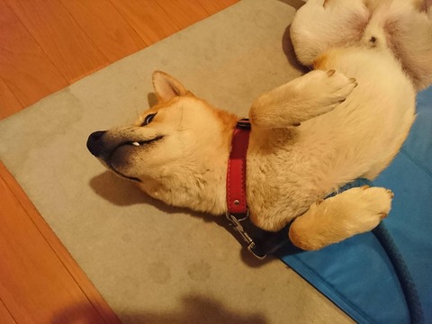 ワイのイッヌ、ワイを見下しすぎるwww