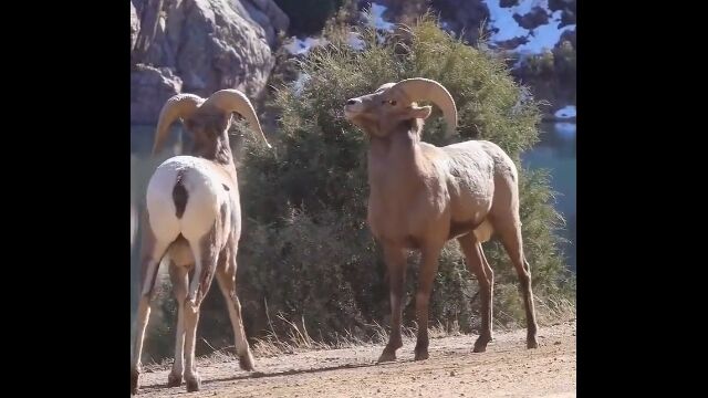 ヤギ同士の頭突き、威力が半端なくて恐ろしい