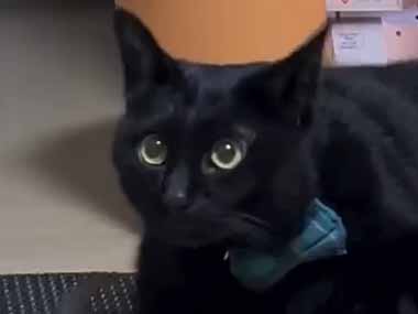 ネコが振動マシンに乗っていた。スイッチオン♪ → 鳴き声はこうなります…