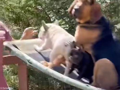孫のためにブランコを買ったはずが…犬4匹が気に入ってしまった状況がこちら（動画）