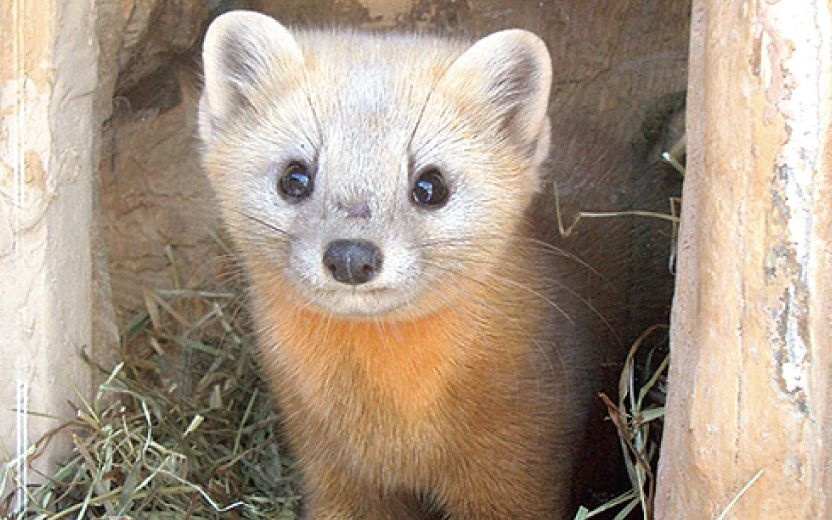 北海道でヒグマの次に凶暴な動物がこれ