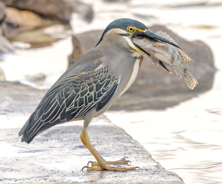 学生が「新種の鳥」をガラパゴス諸島で発見