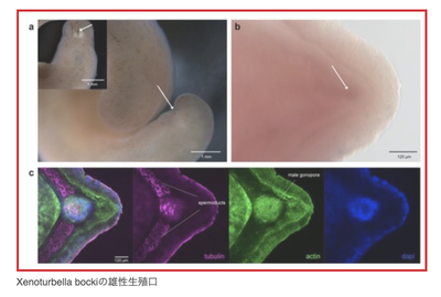 【衝撃】肛門、精子を出す穴だった