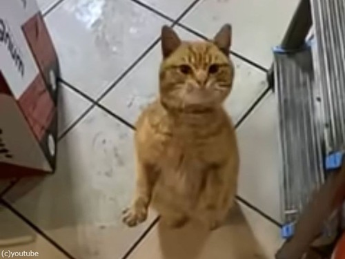 ジェスチャーで何かを伝えようとする猫「何をしてほしいの？」（動画）