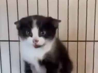 【１日目】 保護した子ネコが威嚇してきた。撫でることもできない。困ったなぁ → それから３０日後…