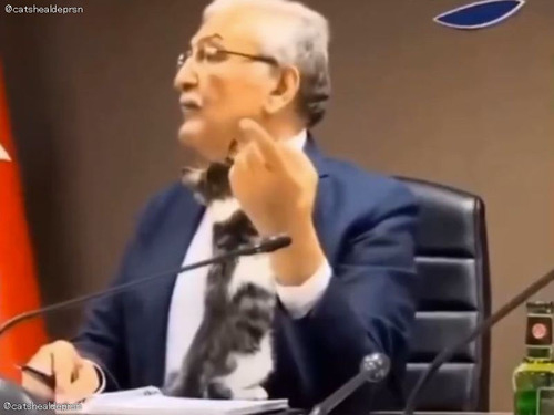 トルコ市長「子猫が登ってきて会議どころじゃないんだが…」→そのまま家族に迎える