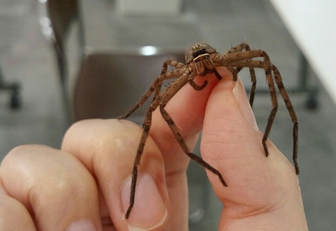 緊急！ボクくん、大きい蜘蛛に噛まれる