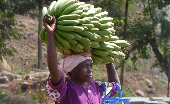 【動画】爆乳バナナ農家、ドスケベお乳ｗｗｗ