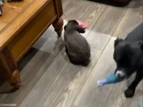 「うちのウサギは自分を犬だと思ってる…」口にくわえたものを振り回す（動画）