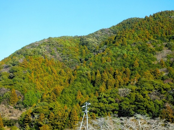【悲報】林野庁「先人たちの努力の結果、日本の山は人工林になりその4割がスギ山になりました」
