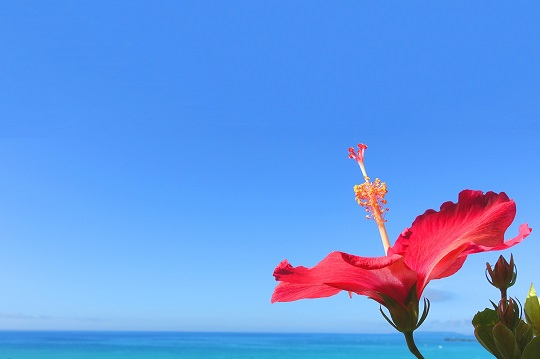 【画像】沖縄のJK、発育がとんでもない