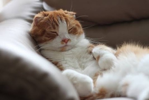 【画像】動物の寝顔のかわいさwww