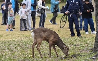 【悲報】鹿くん、うっかり奈良を出てしまったが為に「天然記念物」の資格を失ってしまう・・・