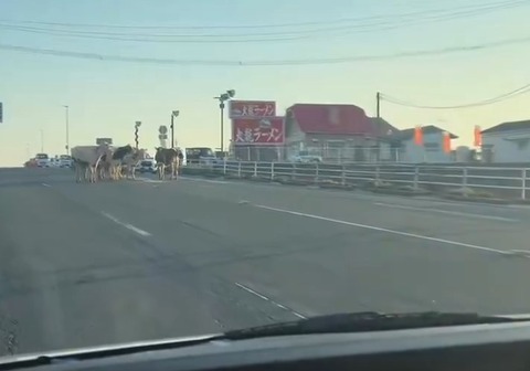 【動画】佐賀の鳥栖市の路上、レベチwww