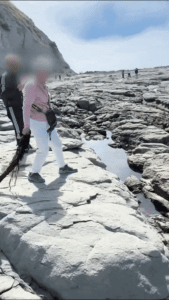 中国語を話す観光客、ニュージーランド南島で休んでいたオットセイに海藻を投げつける　NZ当局が立件し捜査開始