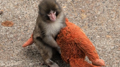 【朗報】「パンチくん（サル）を池に落としたクズ、ついに処されるwww