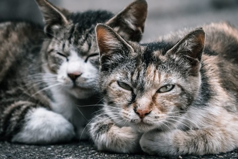 義兄娘が今年成人式なんだが、義兄嫁「女の子は色々お金がかかるんだよね、助けようと思わないの？」私「じゃあ来年うちの娘の時はお祝いくれるのね？」→まさかの返事が！