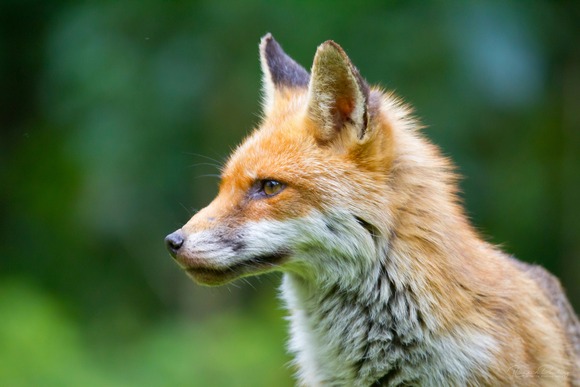 エキノコックスとかいうガチもんの恐怖