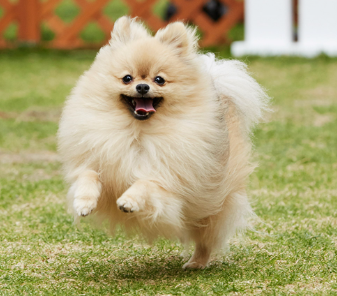 【動画】彡(^)(^)「ポメラニアンセ●クスってなんやポリネシアンセ●クスやろ」　→彡()()「ポメラニアンセ●クスやったわ…」