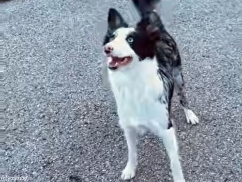 「それはボールじゃないよ…」犬が月を見上げて欲しそうにする（動画）