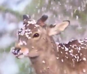 【世界が癒やされた】奈良の鹿、桜シャワーを浴びる姿に「日本らしさが極まってる」