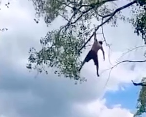 【動画】木の枝からの飛び込みに失敗した若者が重体となった事故。