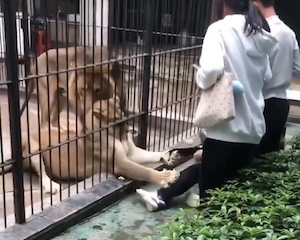 【動画】ライオンの餌やり体験で10歳の女の子が襲われそうになる事故。