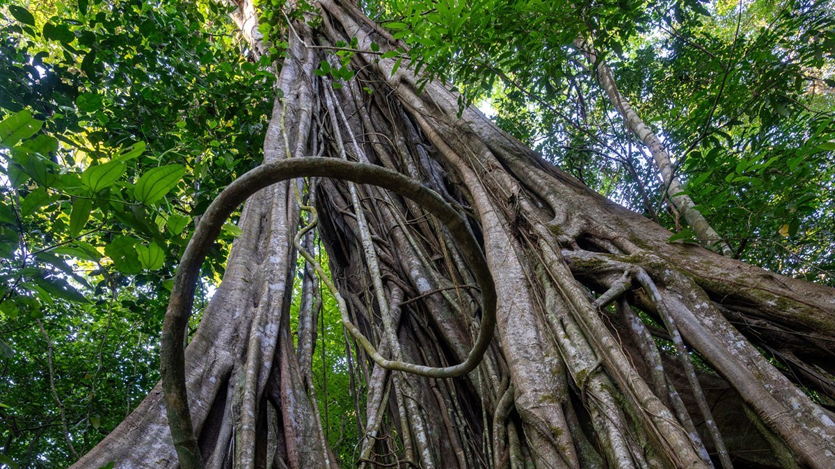 コスタリカの森の奥では、野生動物たちが同じ木を共同トイレとして使っていた