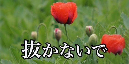 【悲報】JA愛知さん、アヘンの材料になるケシの花の苗をうっかり販売してしまうwww