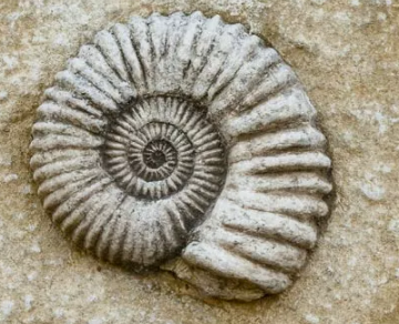 【画像】歴史上最も『貴重な化石』ランキングTOP10発表するぞwww