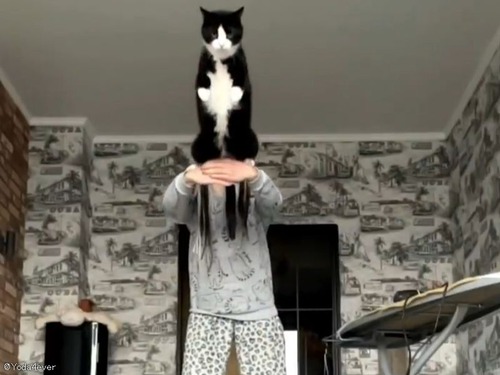 猫が人間の腕を使って二段ジャンプを決めたあと…決め顔もバッチリだった