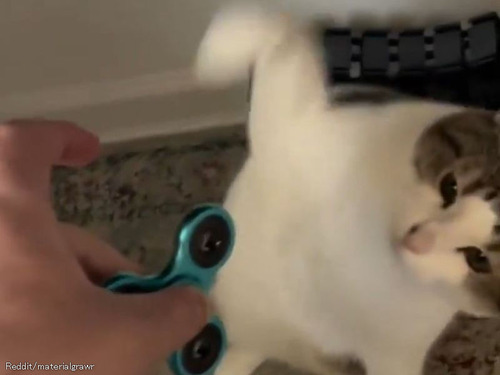 「猫とハンドスピナーの相性がこんなにいいとは…」夢中で回す姿にホッコリ