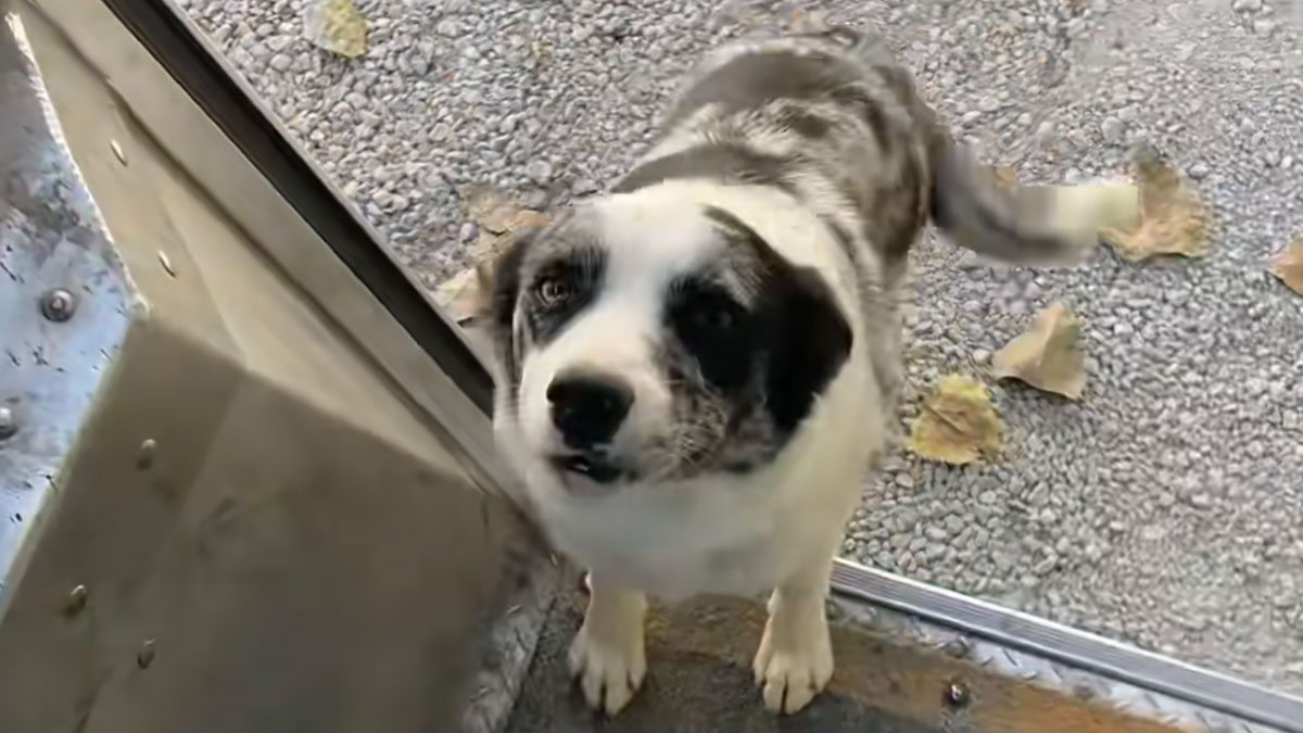 配達員が大好きな犬、車に駆け寄り荷物を置くと何度もハグ！見送りまでしてくれる