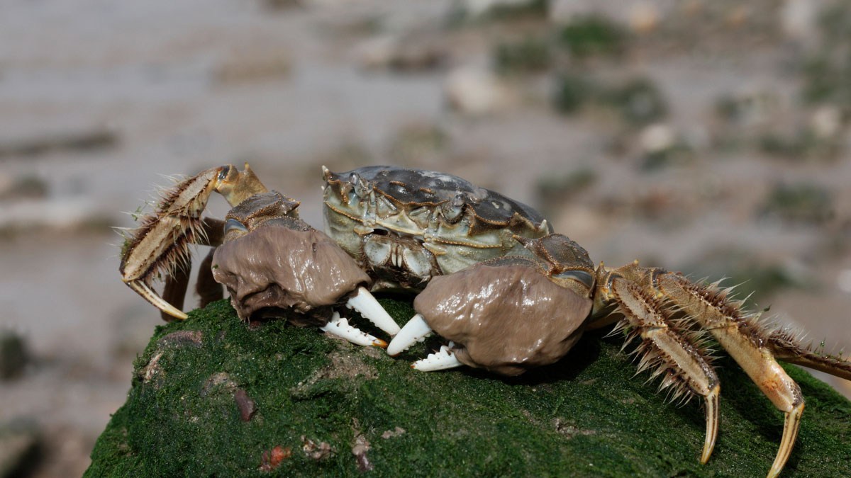 驚異の外来種「チュウゴクモクズガニ（上海蟹）」が世界各地に侵略し堤防崩壊を招く