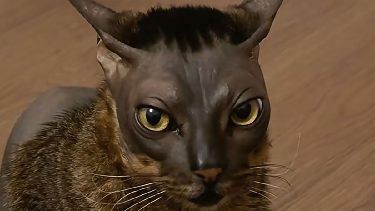 かつらを被りズボンを履き忘れた？愛すべき猫「ドンスコイ」の魅力に迫る