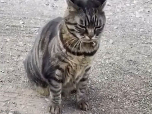 自分のことをアルマジロだと思ってそうな猫