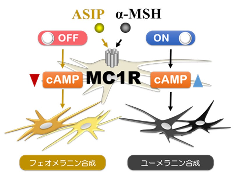 なぜカラスは真っ黒なのかーー科学的な秘密をついに解明