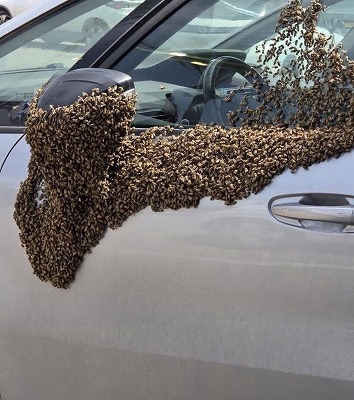 【画像】イスラエルで蜂が謎の大量発生してしまうwww